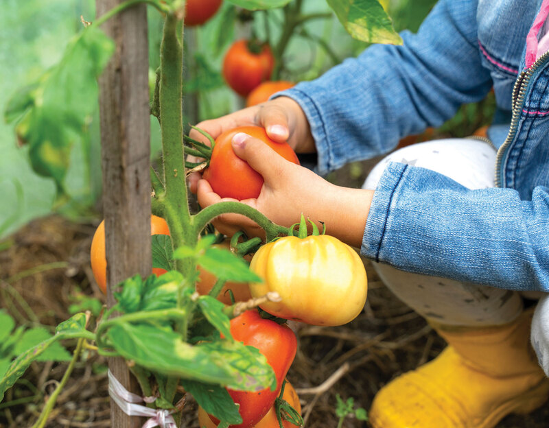 Movements Harvesting Fruits and Vegetables