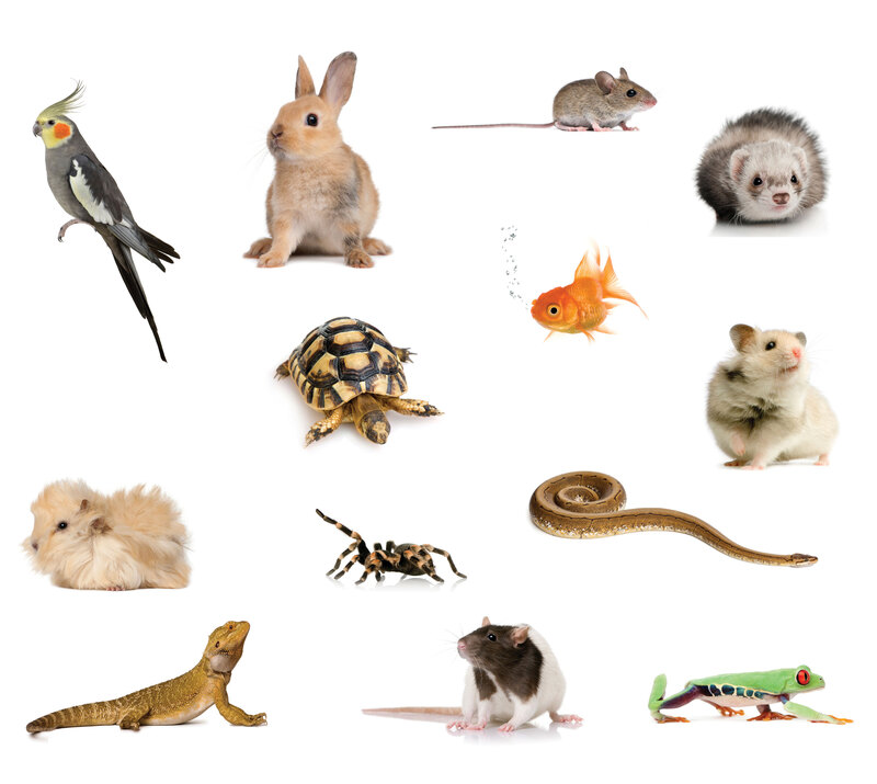 Discuss/Do Additional Household Pets